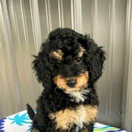 Aussiedoodle, Australian Shepherd, Bernedoodle, Cockapoo, and Poodle Puppies from Sis' Doodles & Poodles