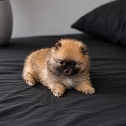 Thalia - Wolf sable female Pomeranian puppy in California from Petite Poms Of CA