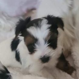 Biewer Terrier Puppies from Hearts n Paws