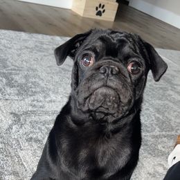 Bruno  - Pug