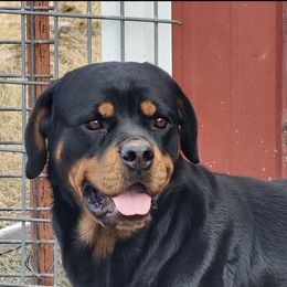 Zena - Rottweiler