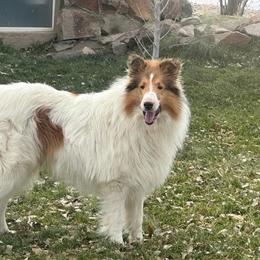 Sky - Collie