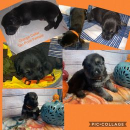 SVV'S DAME - German Shepherd puppy in Little Rock, Arkansas from Strahl Von Valor Shepherds