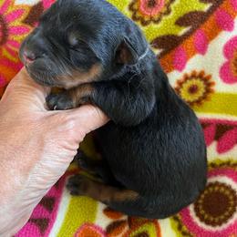 Storm - Black and mahogany male Rottweiler puppy in Crothersville, Indiana from The Solid Rock Kennel