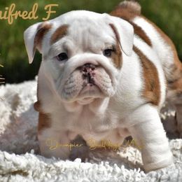 Bulldog Puppies from Dampier Bulldogs Mo