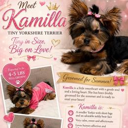 Kamilla - Black and gold female Yorkshire Terrier puppy in Maple Heights, Ohio from Yorkiesllc