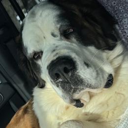 Ruby - Saint Bernard