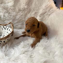 Cleo - Red  female Goldendoodle puppy in Indianapolis, Indiana from E&A Doodle Barn