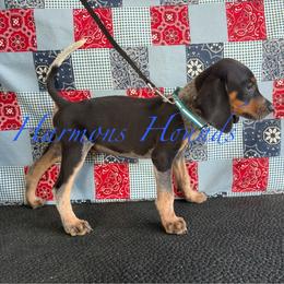 Blue - Blue ticked and tan male Bluetick Coonhound puppy in Mount Pleasant, Texas from Harmons Hounds
