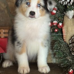 BMM3 - Blue merle male Australian Shepherd puppy in Chehalis, Washington from Wandering Acres Ranch