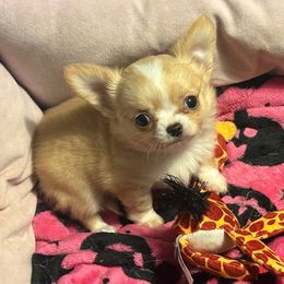 Ember - Gold female Chihuahua puppy in New Castle, Delaware from Sasha’s Elite Kennel LLC