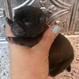 Red collar - Silver male Pug puppy in Tucson, Arizona from Furever Friends