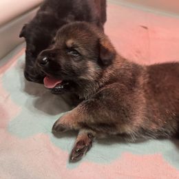 German Shepherd Puppies from Paws Of Germany