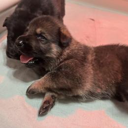 German Shepherd Puppies from Paws Of Germany
