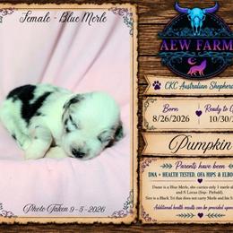 Pumpkin - Blue merle female Australian Shepherd puppy in Citra, Florida from AEW Farm