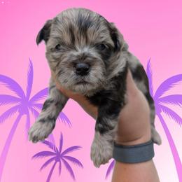 Waverly - Merle female Shihpoo puppy in Coshocton, Ohio from Forever Family Puppies