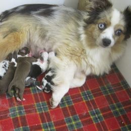 Australian Shepherd puppies from Mike's Mini Australian Pups