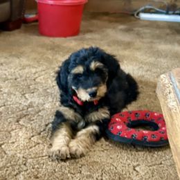 Bear - Black tri-color male Aussiedoodle puppy in Scottsdale, Arizona from B & T's Aussies & Aussie Doodle's