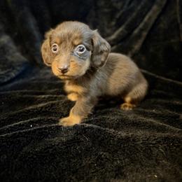 Dachshund Puppies from Southern Paws Dacshunds
