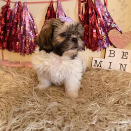 Lucy - Gold and white female Shih Tzu puppy in Hibbing, Minnesota from Iron Range Shih Tzu and Puppies