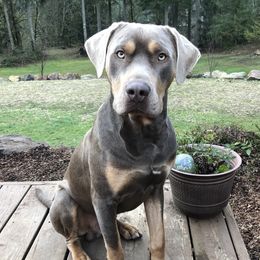 Beech - Catahoula Leopard Dog