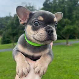 Gizmo - Blue male French Bulldog puppy in Salisbury, Maryland from 77 Frenchies Maryland