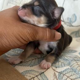 Abigail - Liver female Miniature Schnauzer puppy in Hemet, California from Journee Home Mini Schnauzers