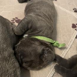 King - Gray male Cane Corso puppy in Dunnellon, Florida from High Royal Kennel