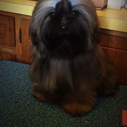 Shih Tzu Puppies from Zeebee Pups