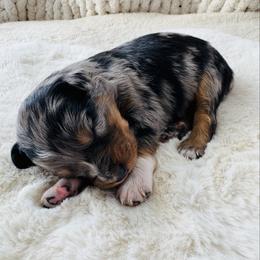 Scout - Blue merle male Australian Shepherd puppy in Zwingle, Iowa from Homestead Aussies & Doodles