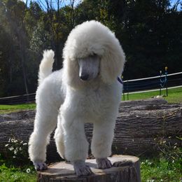 Poodle Puppies from D and D Standard Poodles