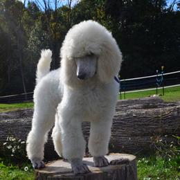 Poodle Puppies from D and D Standard Poodles