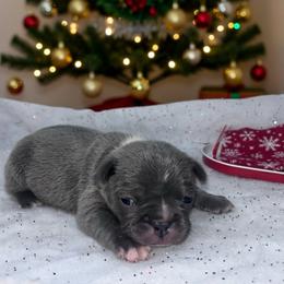 Boy 1 - Blue male French Bulldog puppy in Amarillo, Texas from Bomb City Bulldogs