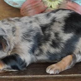 Kenzie BMM - Blue merle male Aussiedoodle puppy in Lawton, Oklahoma from Lindsey’s Aussies