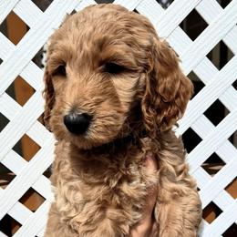 Teo - Red  male Goldendoodle puppy in El Paso, Texas from Texas Goldendoodles