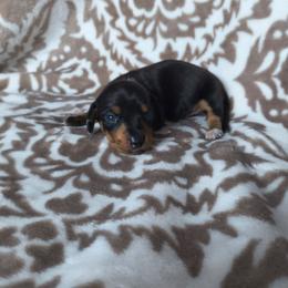 Spot - Black and tan male Dachshund puppy in Opelika, Alabama from Dachshund Darlins