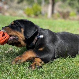 Rottweiler Puppies from Vom Hause Stan
