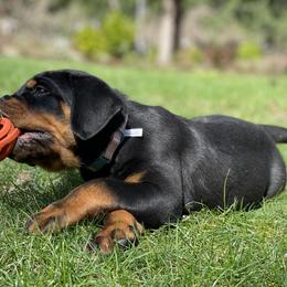 Rottweiler Puppies from Vom Hause Stan