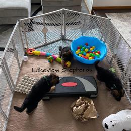 German Shepherd Puppies from LakeView Shepherds