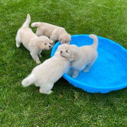 Golden Retriever Puppies from EP's Golden Retrievers