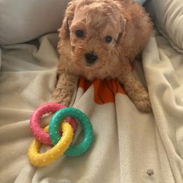 Light red female - Red  female Poodle puppy in Burien, Washington from South Sound Doodles
