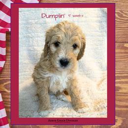 Girl 3 - female Goldendoodle puppy in North Conway, New Hampshire from Arbor Grace Doodles
