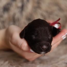 Hot Pink - Chocolate female Australian Labradoodle puppy in Williamstown, New York from Lewis Manor Labradoodles