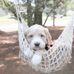 Jasper brown collar - Cream male Goldendoodle puppy in Lexington, North Carolina from Deborah’s Doodles