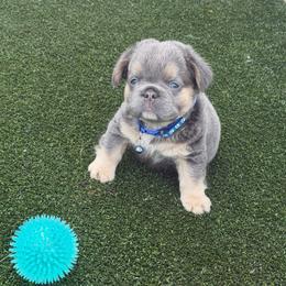 Danny-AKC Fluffy Long Hair - Tricolors male French Bulldog puppy in Palm Coast, Florida from Calypso Island French Bulldogs
