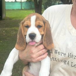 Rudy - Black tan and white male Beagle puppy in Needville, Texas from Rancho Robles Kennels