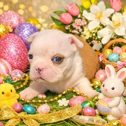Red Lady - Red female Boston Terrier puppy in San Antonio, Texas from JT Bostons