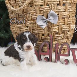 Chai - Brown and white female Bernedoodle puppy in Heyworth, Illinois from Cobble Creek Puppies