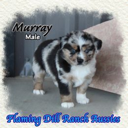 Murray - Blue merle Miniature Australian Shepherd puppy in Forestburg, Texas from Flaming Dill Ranch Aussies