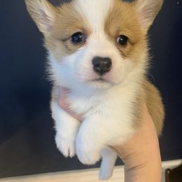 Girl 3 - Pembroke Welsh Corgi puppy from Carter’s Corgis LLC